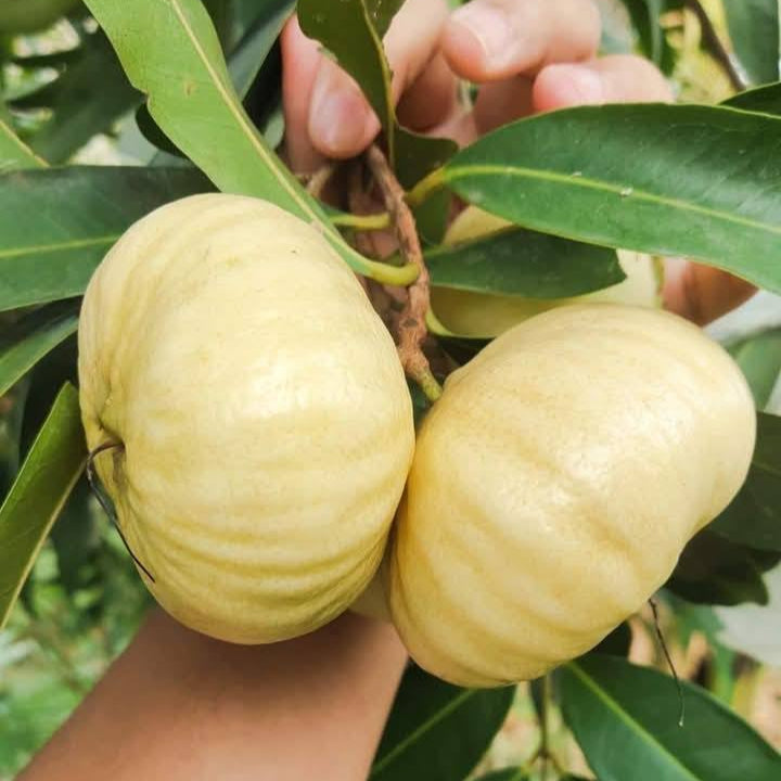 Rose Apple Live Plants (Syzygium Jambos)