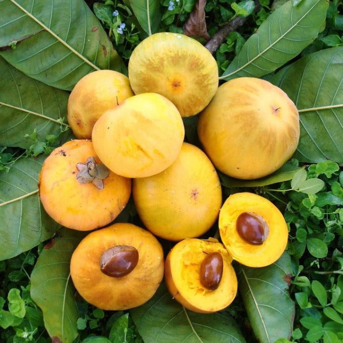 Ross Sapote (Pouteria SP)