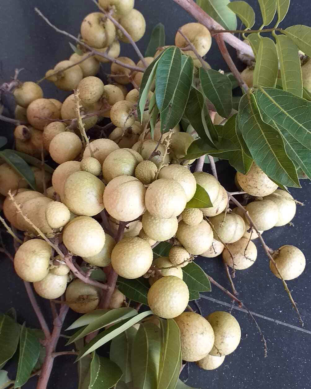 Aroma Durian Longan Live Plant (Dimocarpus longan)