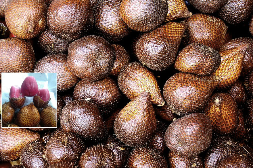 Red Salak fruit (Salacca Zalacca)