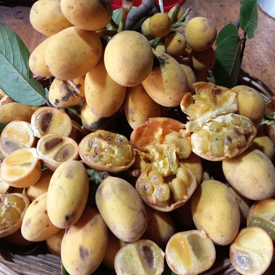 Sampouch Fruit Plant