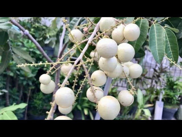 White Longan Live Plant (Dimocarpus longan)