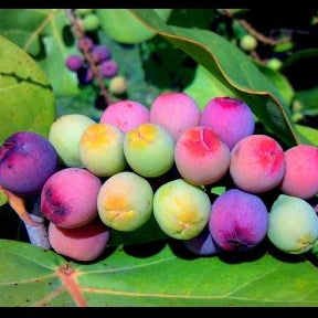 Sea Grape Live Plant (Coccoloba uvifera)