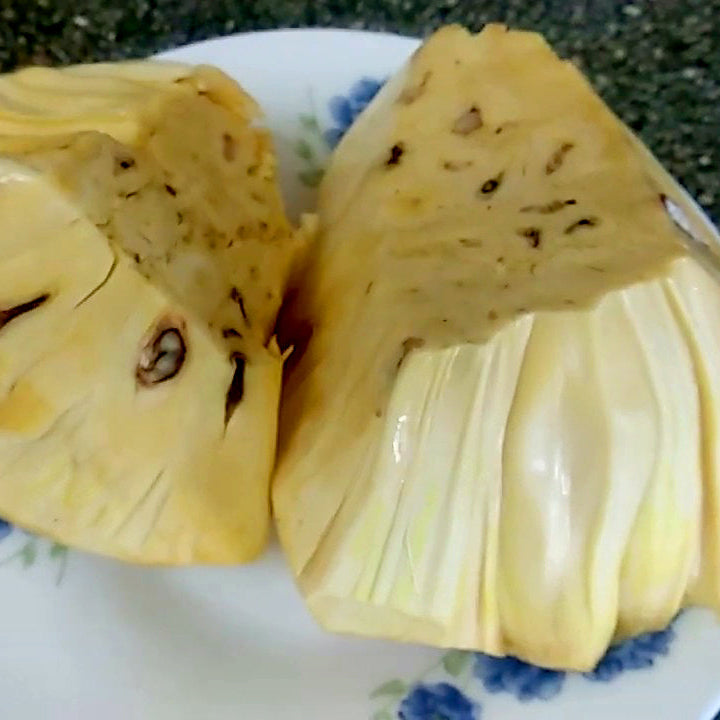 Seedless Jack Live Plants