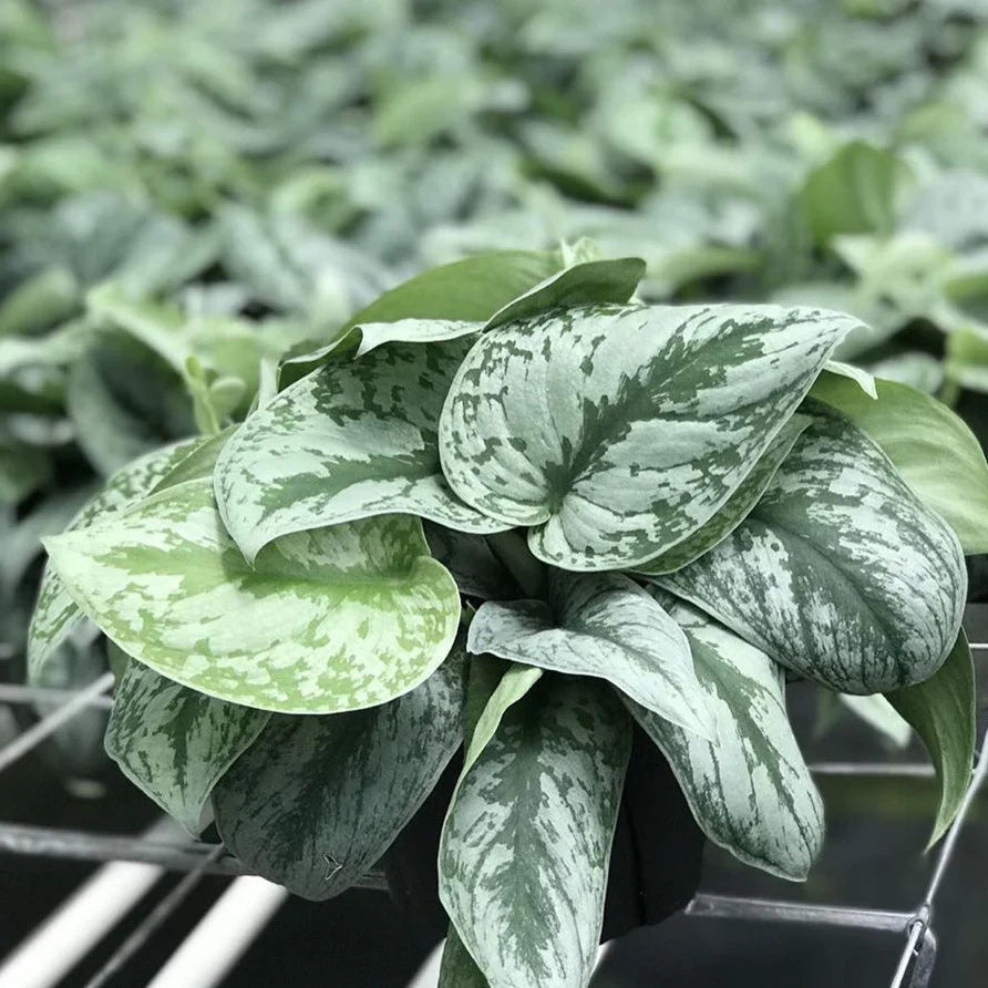 silver money plant Silver Pothos Money Plant Indoor Live Plant – veliyathgardens