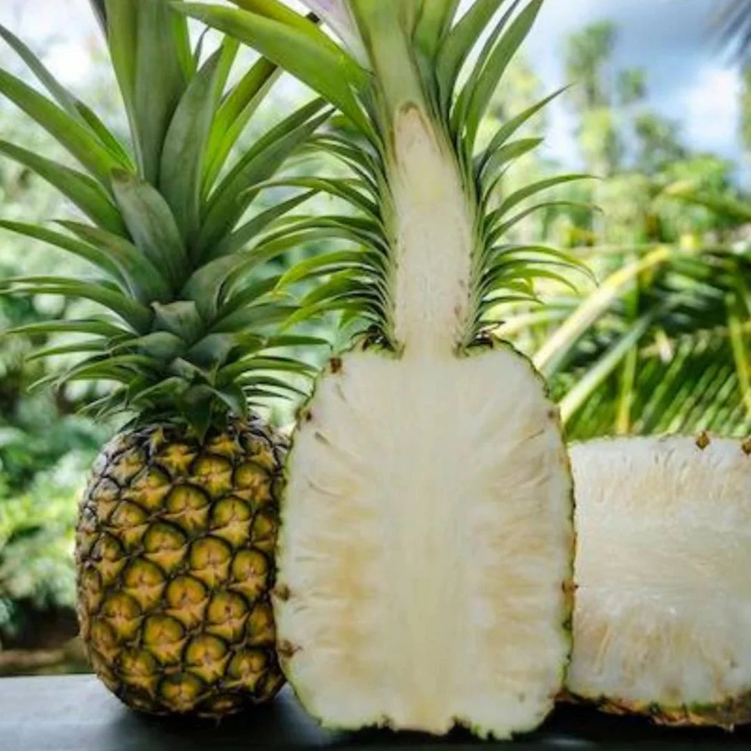 baby pineapple plant white jade comosus bromeliacea live tree garden White Jade Pineapple Live Plant (Ananas comosus 'White Jade') – veliyathgardens
