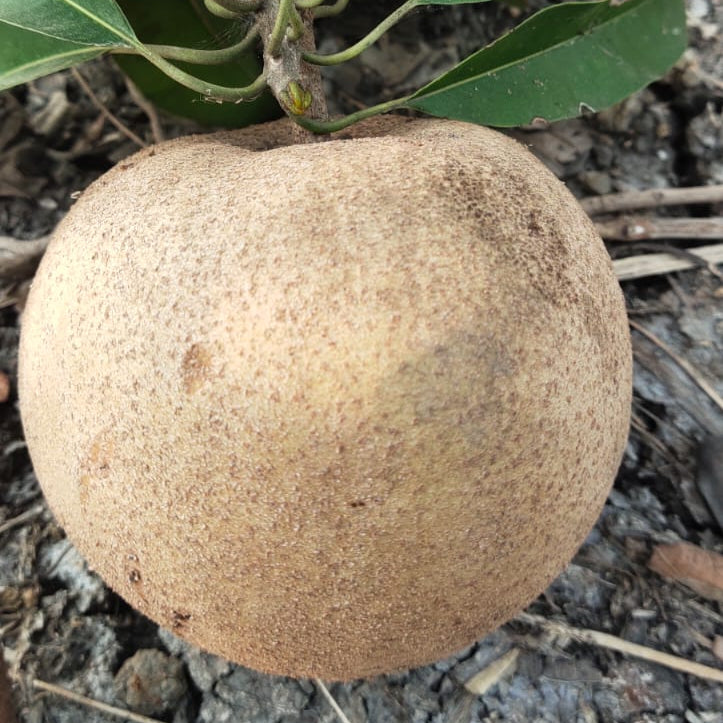 Thai King Sapote Live Plant (Manilkara zapota): A Unique and Flavorful Addition to Your Garden