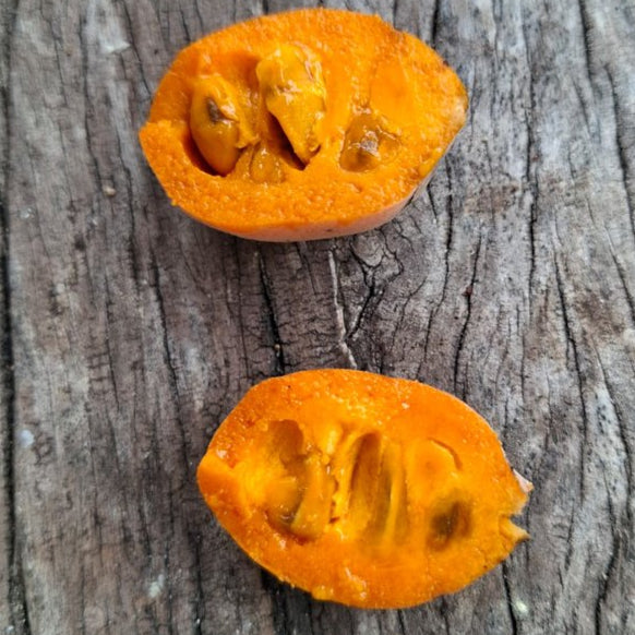 Tropical Paw Paw Live Plant (Sapranthus campechianus)