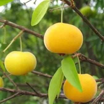 Uvaia Fruit Plant ( Eugenia Pyriformis )