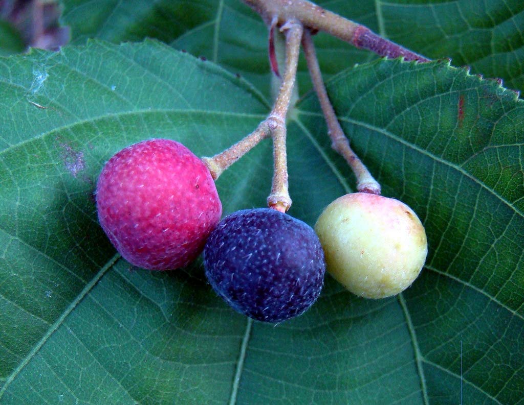 Phalsa Fruit Plant (Grewia asiatica)