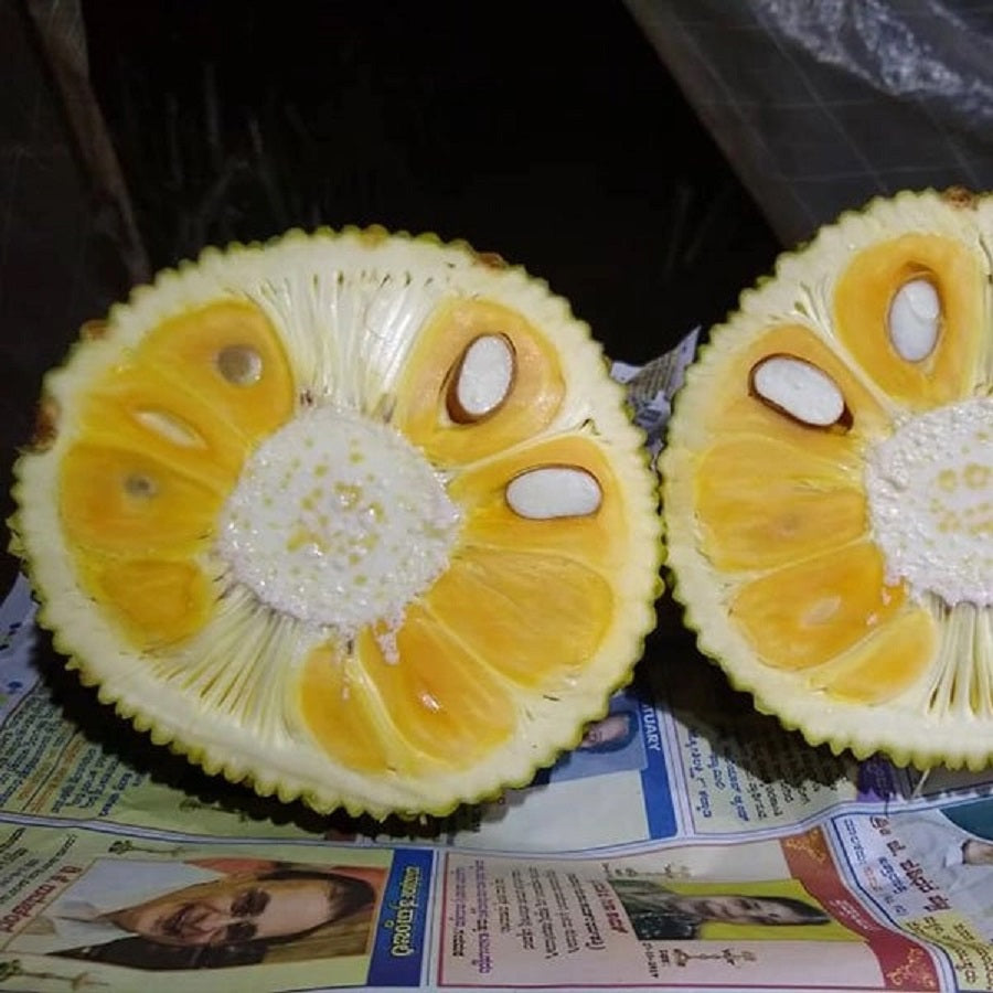 Vietnam Super Early Jack Fruit Plant
