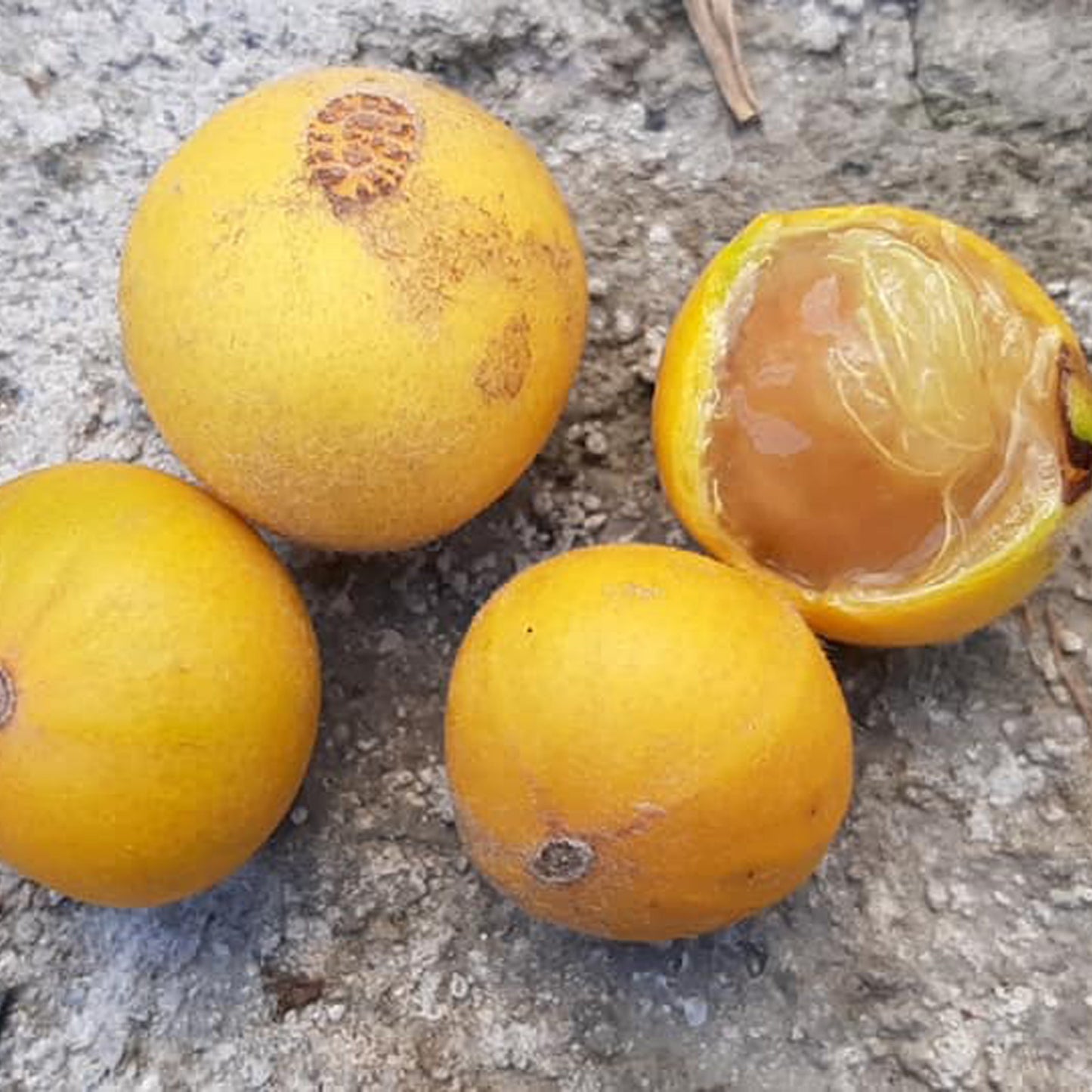 Yellow Jaboticaba Fruit Plants (Myrciaria Glazioviana)