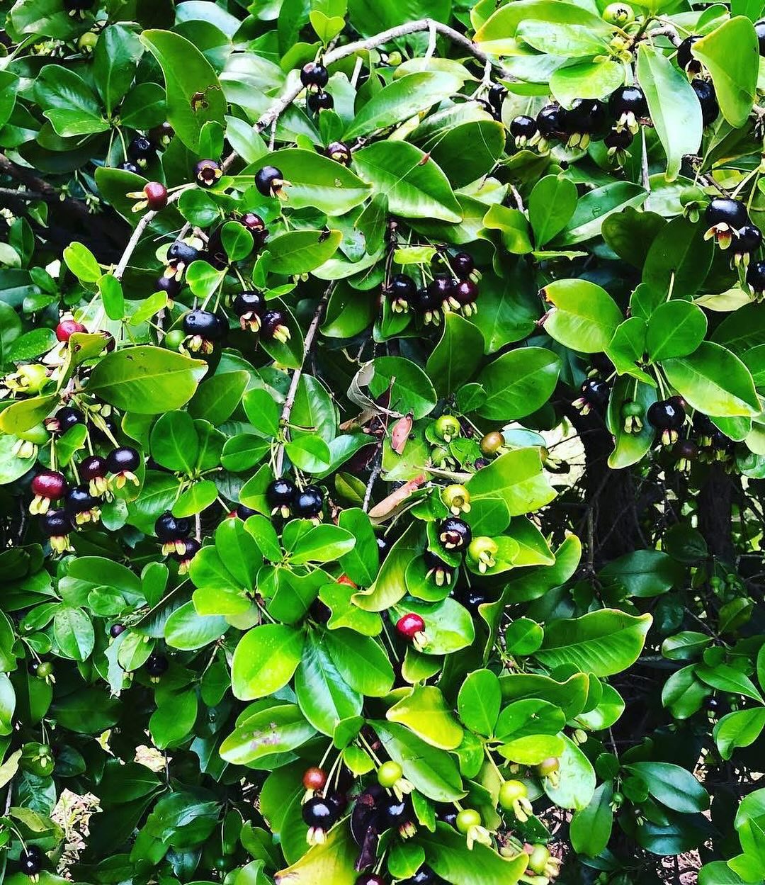 Grumichama Fruit Plants (Eugenia brasiliensis)