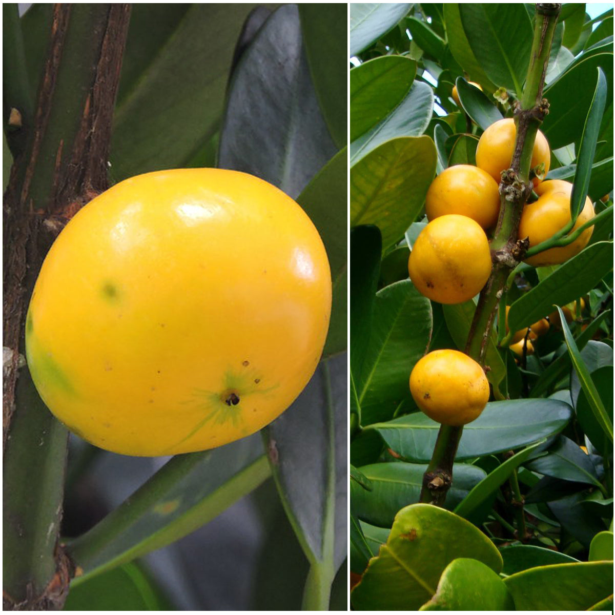 Fukugi Tree Fruit Plant (Garcinia subelliptica)