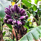 Burmese Blue Banana Live Plant (Musa itinerans)