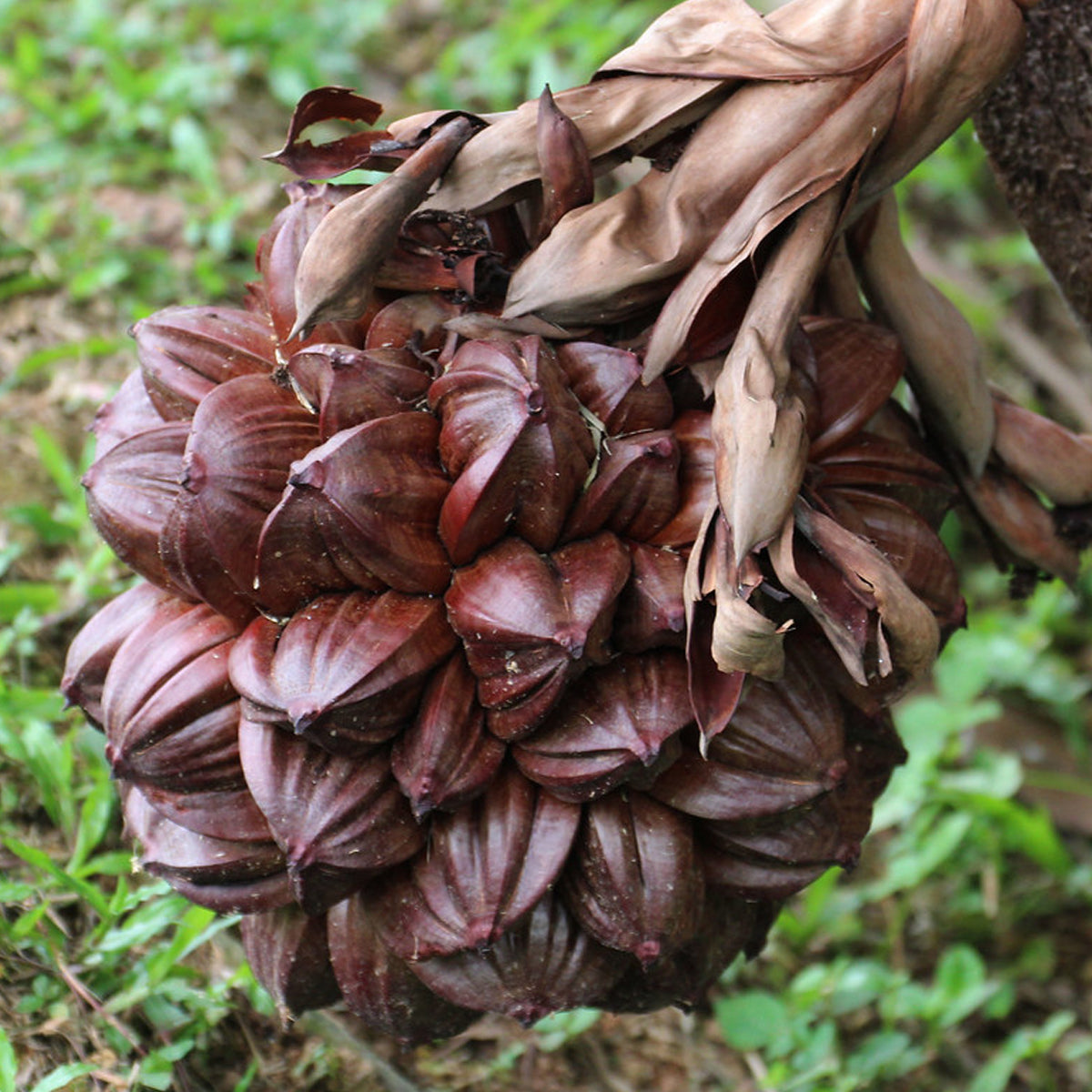 attap seed plant Nipah Palm Fruit Plant (Nypa fruticans) – veliyathgardens