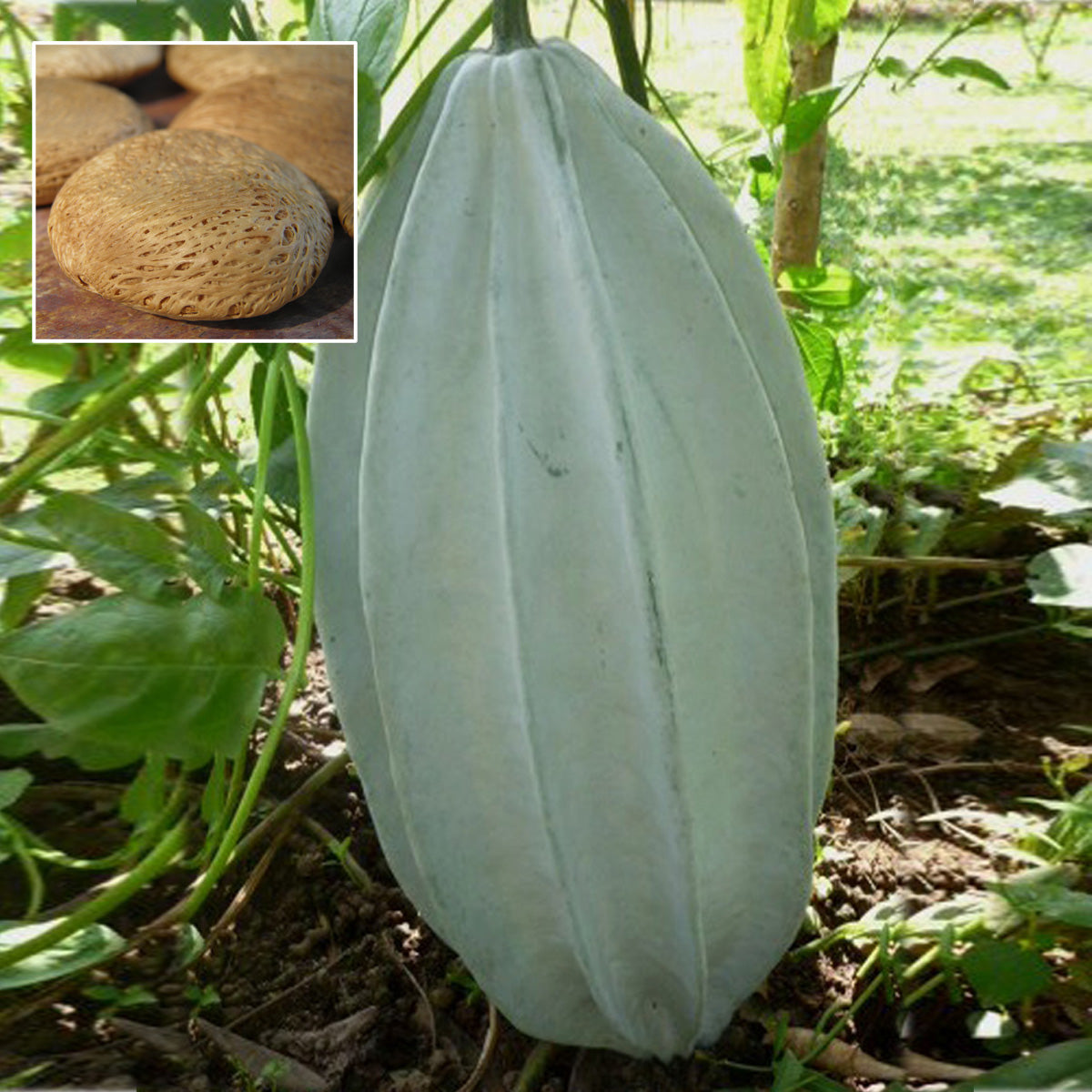 oyster plant seeds Oyster Nut Fruit Plant (Telfairia occidentalis) – veliyathgardens