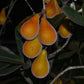 Pera do campo Fruit Plant (Eugenia Klotzschiana)