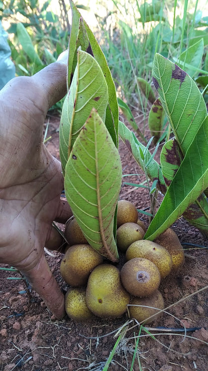 Armadillo Fruit Plant (Pradosia brevipes)