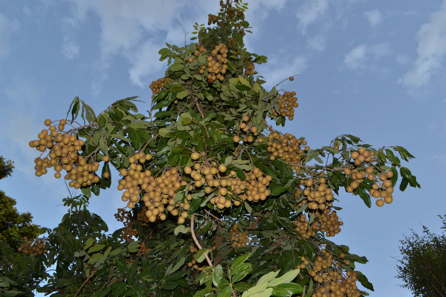 Ponyai Longan Fruit Plant (Dimocarpus longan)