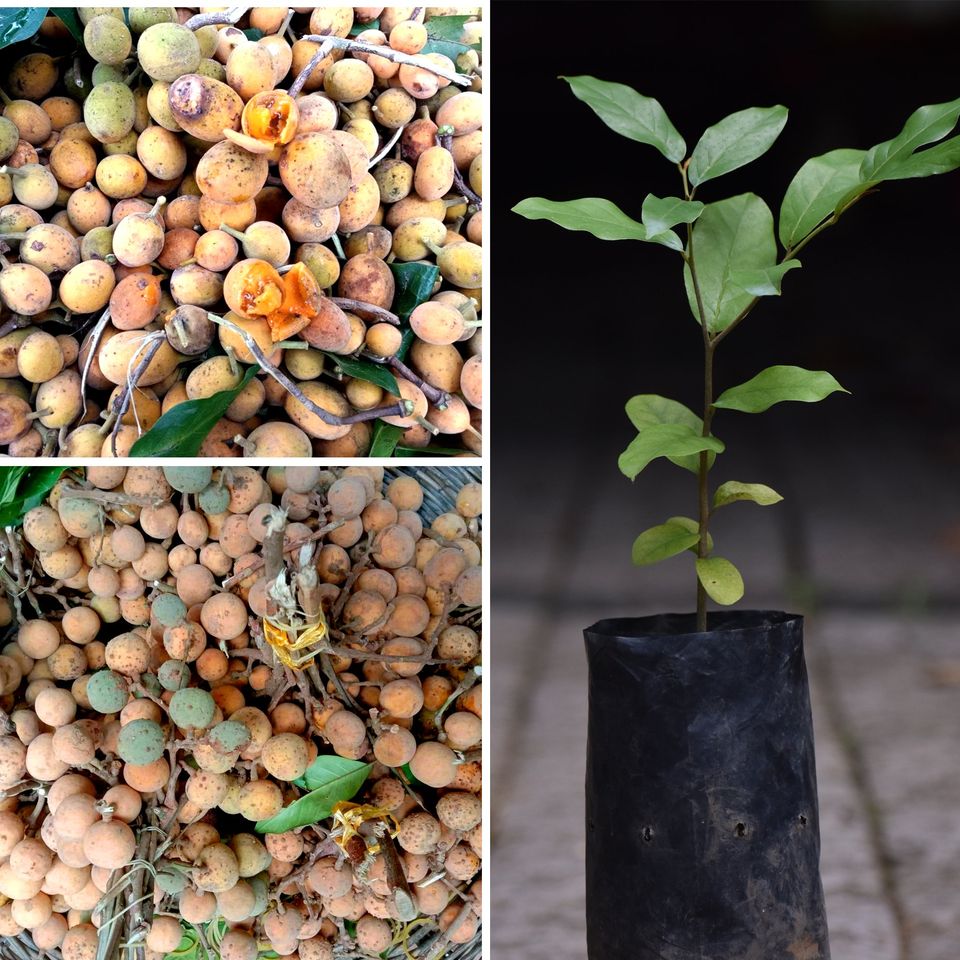 Preah Dak Fruit Live Plant