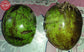 Nyatoh Fruit Plant (Palaquium rostratum)