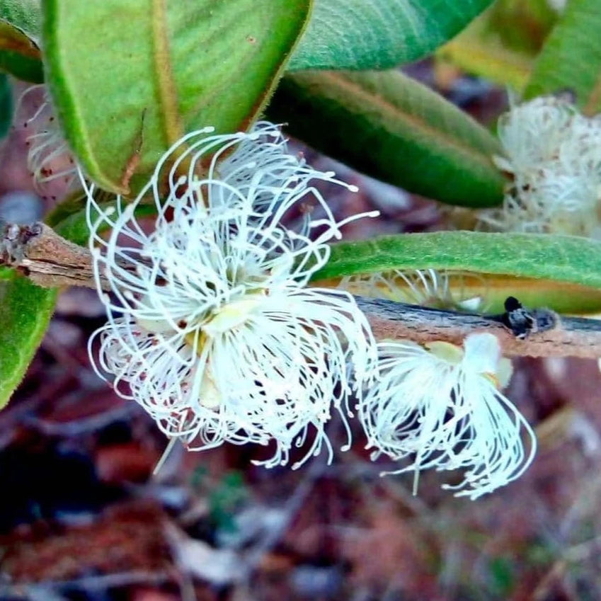 Myrciaria sp Roxa Fruit Plant