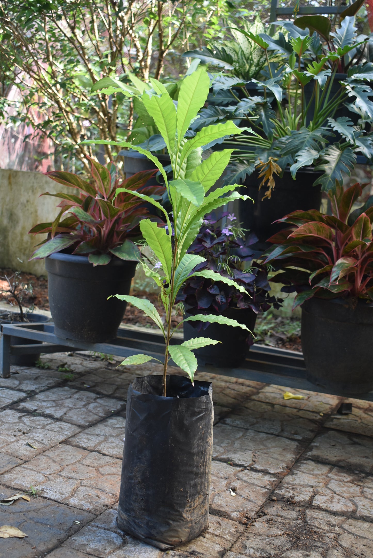 Abiu Fruit Plants (Pouteria Caimito)