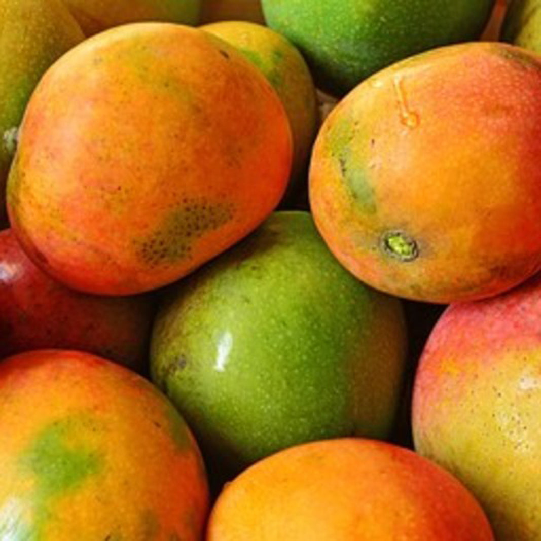 Kottukonam Mango Live Plants – veliyathgardens