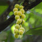 Burmese Grape Fruit Plants (Baccaurea ramiflora)