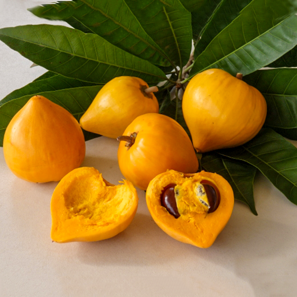 Egg Fruit Plants Pouteria Campechiana veliyathgardens