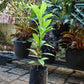 Abiu Fruit Plants (Pouteria Caimito)