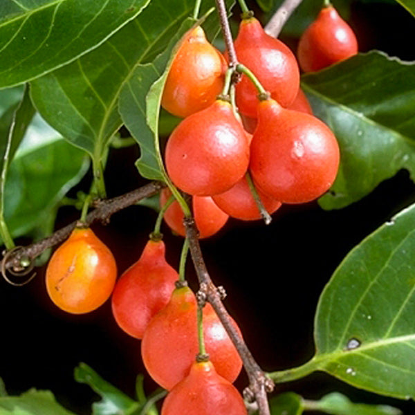 Lolly Berry Fruit Plants (Salacia Chinensis )
