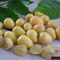 Wampee Fruit Plants (Clausena Lansium)