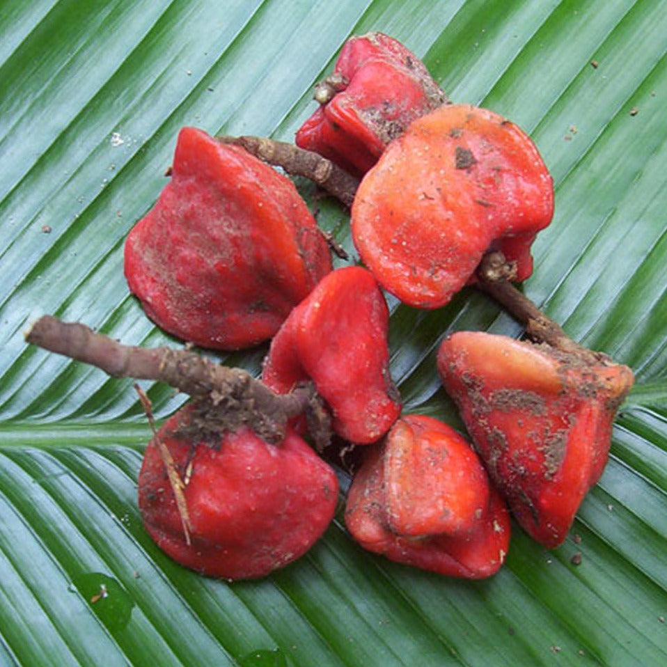 sweet prayer plant Sweet Prayer (Katemfe) Fruit Plant (Thaumatococcus Daniellii) – veliyathgardens