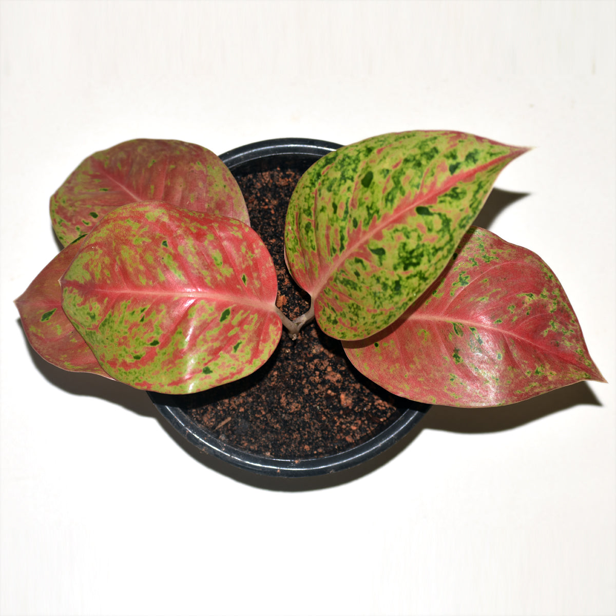 aglaonema big roy Ag. Big Roy – veliyathgardens