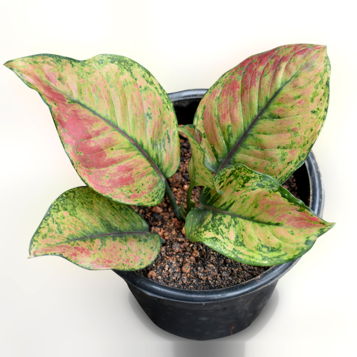 red heng heng aglaonema Ag. Heng Heng – veliyathgardens