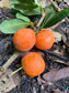 Imbe Fruit Plants (Garcinia Livingstonei)