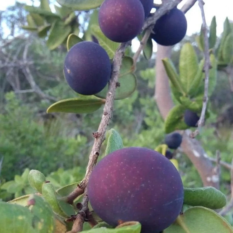 Myrciaria sp Roxa Fruit Plant