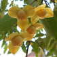 Rumdul Fruit Plant (Sphaerocoryne Affinis)