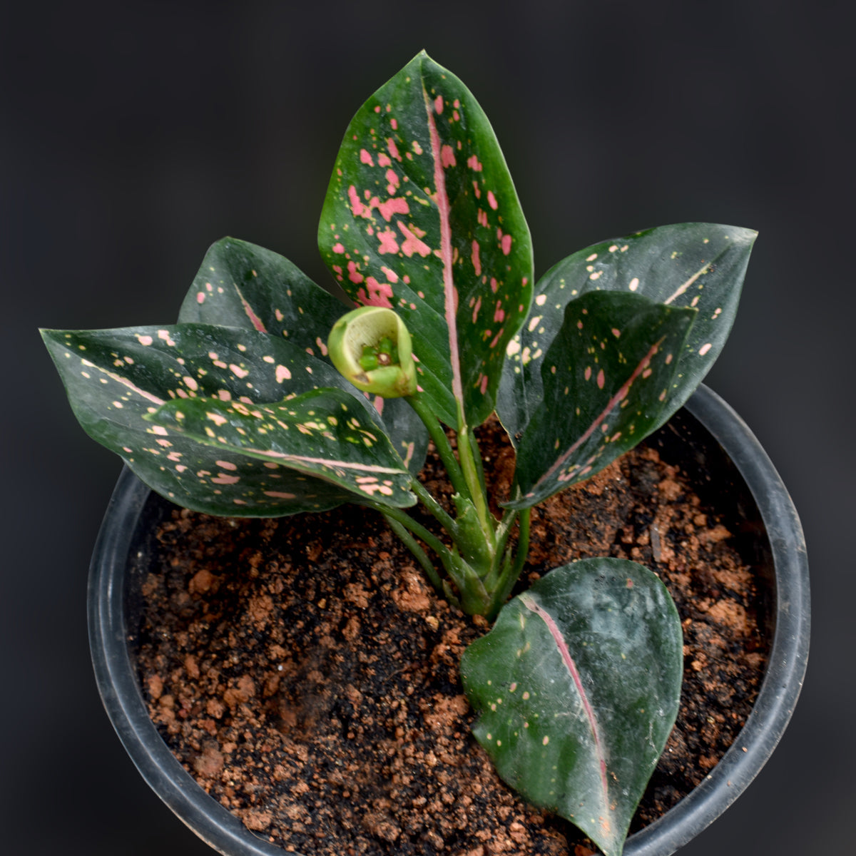 aglaonema pink dalmatian Ag. Pink Dalmation – veliyathgardens