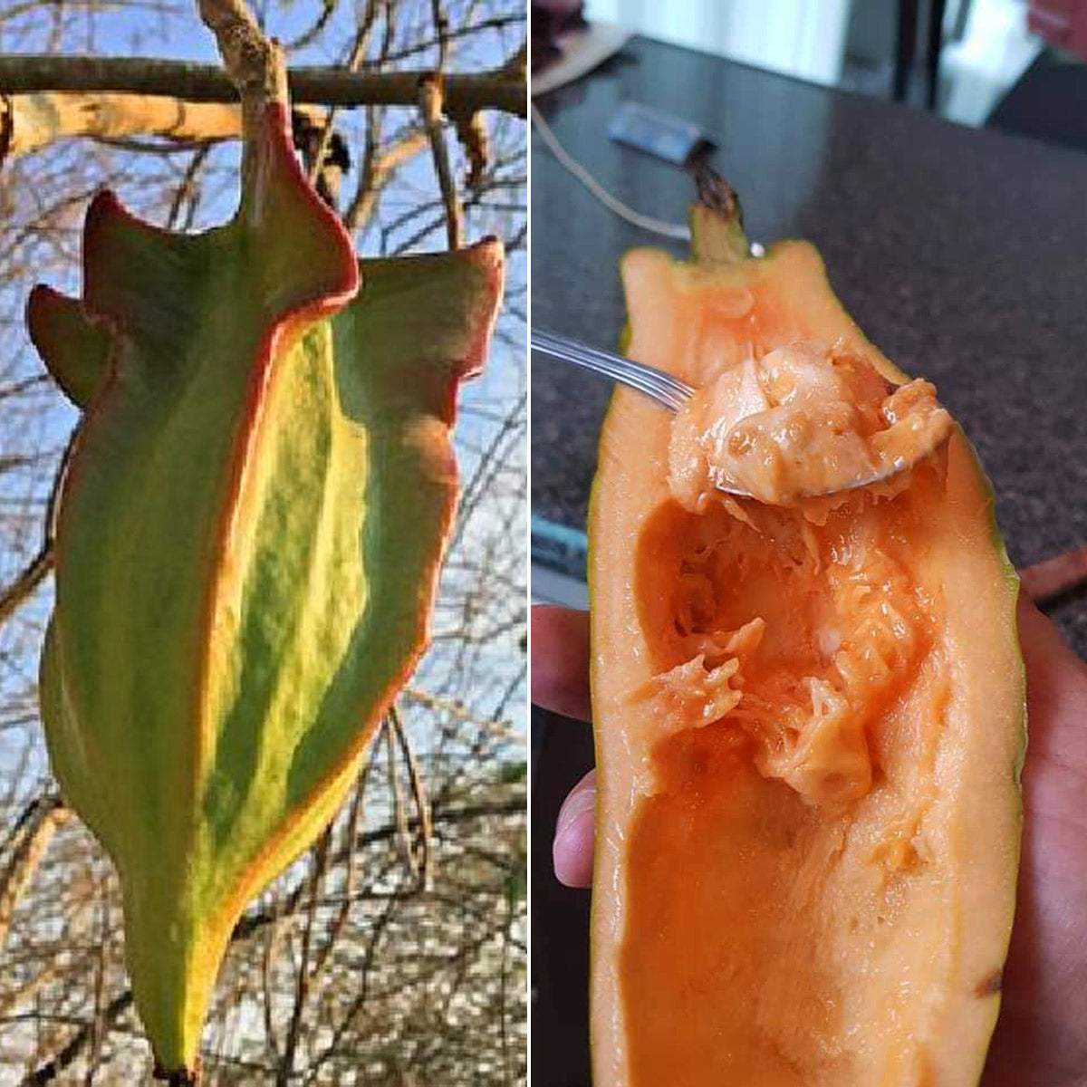 Mexican Mountain Papaya Live plant (Jacaratia mexicana)