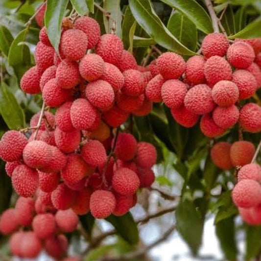 Exploring the Exotic Fruit Plants at Veliyath Garden