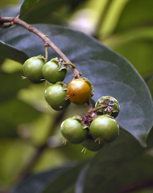 Best Exotic Fruit Plants in Kerala