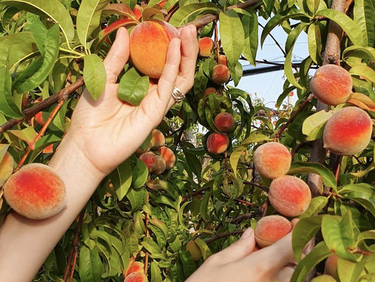 Benefits of grown Fruits at Home is a Great Idea