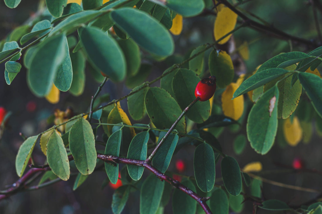 4 Tips For Picking The Right Trees For Your Yard