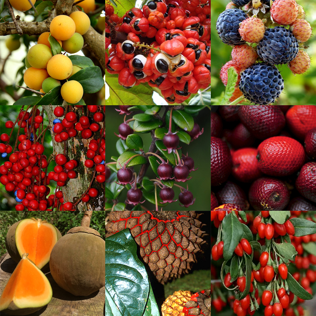 Exotic Fruits Plants