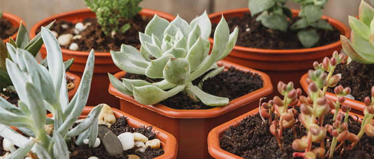 Exotic Plants