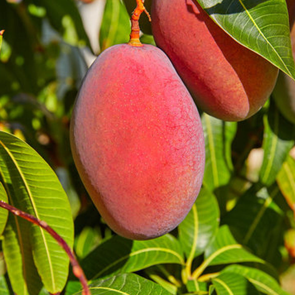 Buy Exotic and Rare Live Fruit Plants Online in India veliyathgardens