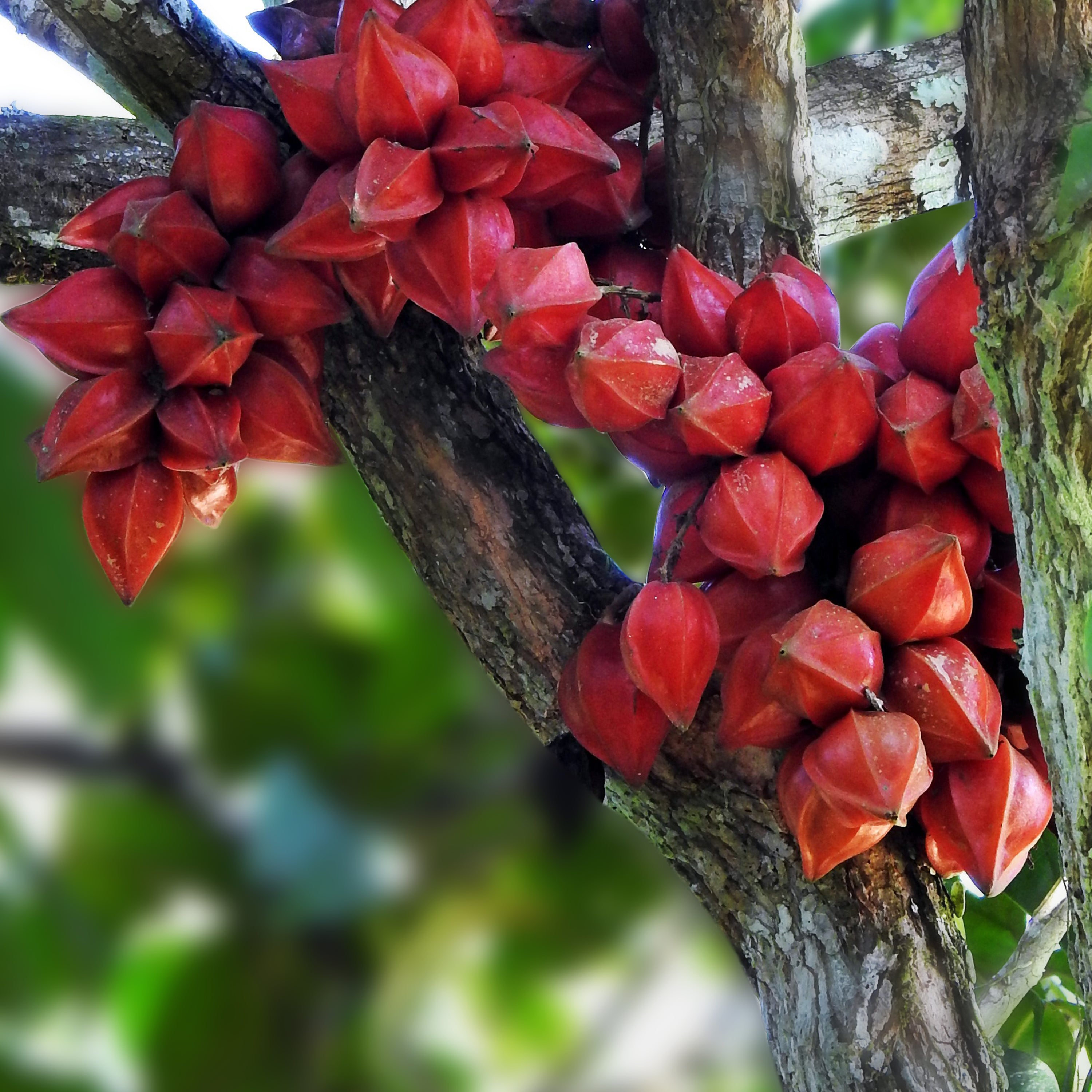 Buy Exotic and Rare Live Fruit Plants Online in India veliyathgardens